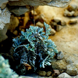 Jolie cinéraire maritime sous un rocher - France  - collection de photos clin d'oeil, catégorie plantes